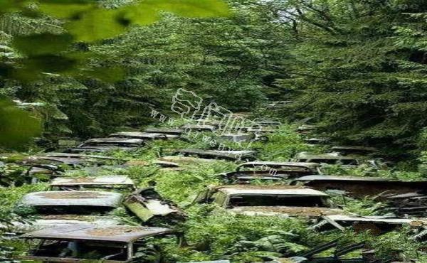 人類滅絕后地球會怎樣？八張圖片帶你看完人類消失的地球