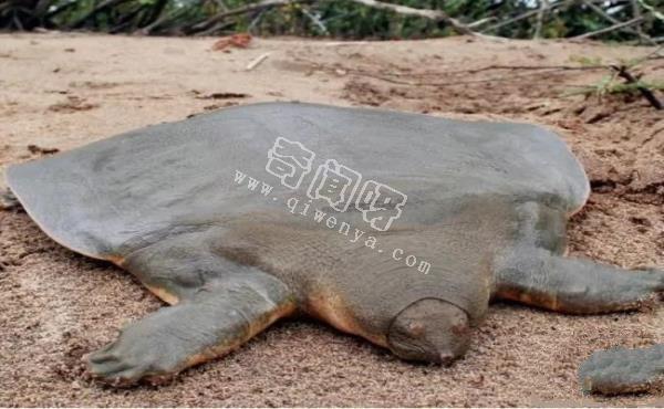 即將滅絕！地球上極度稀罕的外星生物