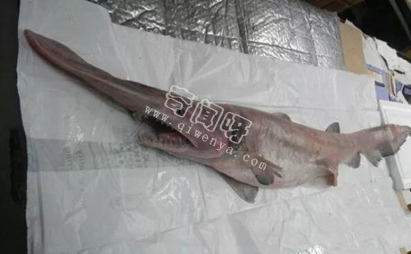 即將滅絕！地球上極度稀罕的外星生物