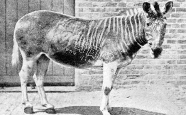 近代五大滅絕生物,其中一種曾經復活過