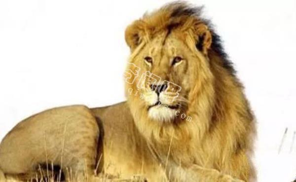 近代五大滅絕生物,其中一種曾經復活過