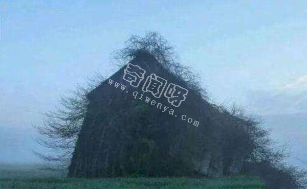 人類滅絕后地球會怎樣？八張圖片帶你看完人類消失的地球