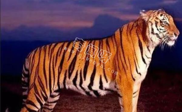 近代五大滅絕生物,其中一種曾經復活過