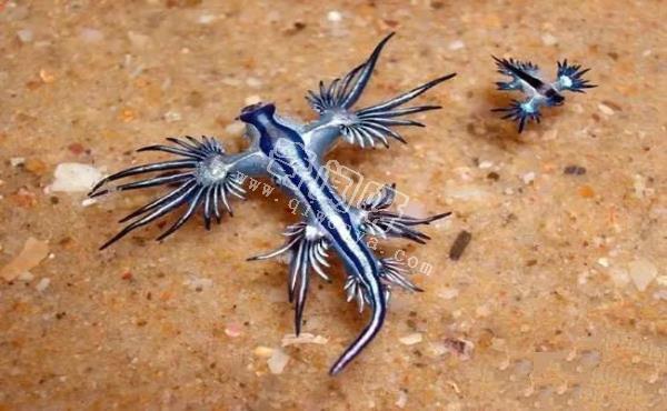 即將滅絕！地球上極度稀罕的外星生物