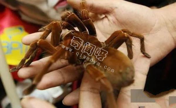 即將滅絕！地球上極度稀罕的外星生物