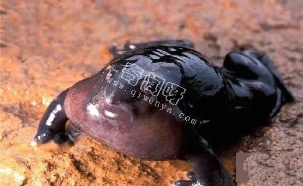 即將滅絕！地球上極度稀罕的外星生物