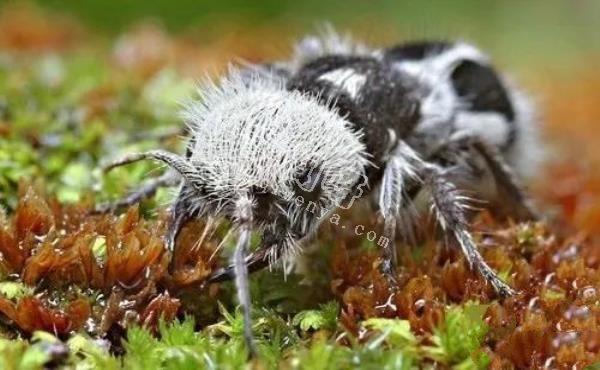 即將滅絕！地球上極度稀罕的外星生物