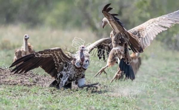 眼鏡王蛇有多厲害？如果把它放到非洲會怎樣