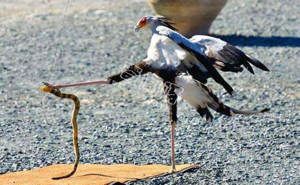 眼鏡王蛇有多厲害？如果把它放到非洲會怎樣