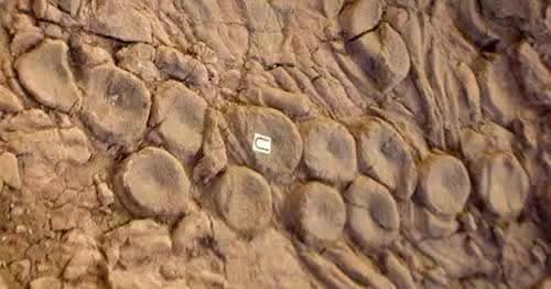 科學家發現大海怪的巢穴?神話中海怪把海中最大的掠食者當早餐吃