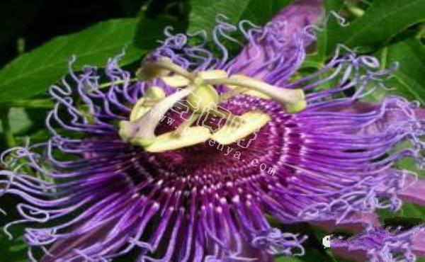 恐怖吃人樹日輪花，世界上最陰險的吃人植物