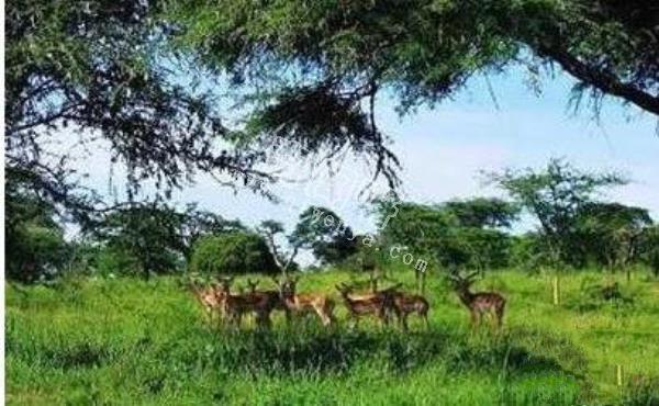 恐怖吃人樹日輪花，世界上最陰險的吃人植物