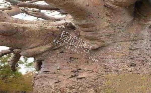 恐怖吃人樹日輪花，世界上最陰險的吃人植物