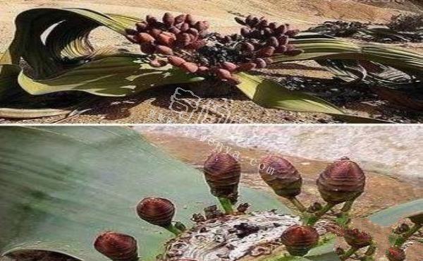 恐怖吃人樹日輪花，世界上最陰險的吃人植物