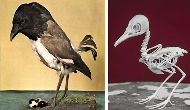 8個真實存在的神話中的生物標本,水底情深異形“精靈魚”