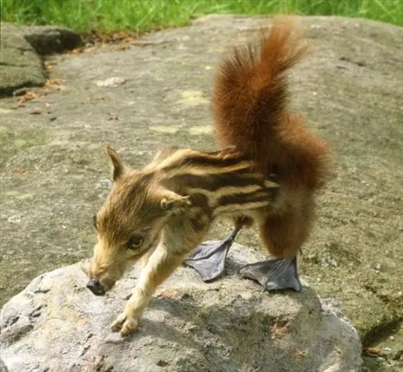 8個真實存在的神話中的生物標本,水底情深異形“精靈魚”