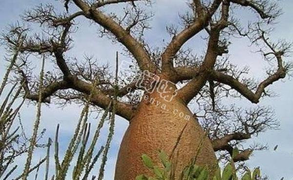 恐怖吃人樹日輪花，世界上最陰險的吃人植物