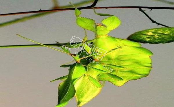 盤點全球最奇怪的十大昆蟲，個個奇特！