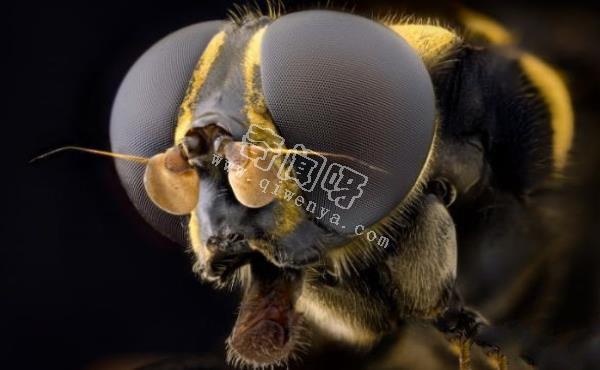 7只顯微鏡下的昆蟲,你還能認出幾只?