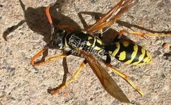 最令人討厭的八大昆蟲，簡直就是童年陰影