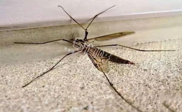 最令人討厭的八大昆蟲，簡直就是童年陰影