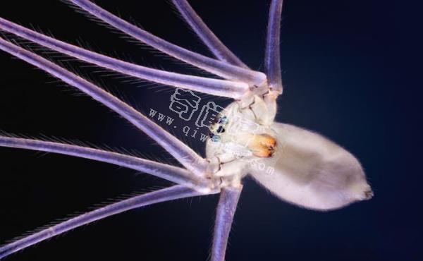 7只顯微鏡下的昆蟲,你還能認出幾只?