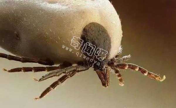 最令人討厭的八大昆蟲，簡直就是童年陰影