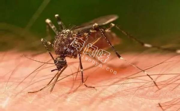 最令人討厭的八大昆蟲，簡直就是童年陰影