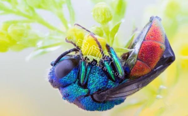 7只顯微鏡下的昆蟲,你還能認出幾只?