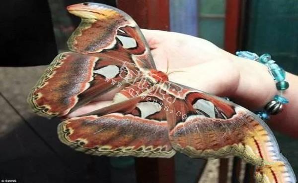 盤點全球最奇怪的十大昆蟲，個個奇特！