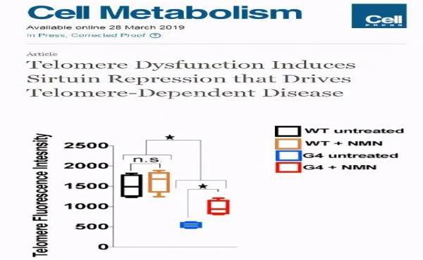 理論能活1000年，龍蝦不老的奧秘曝光！