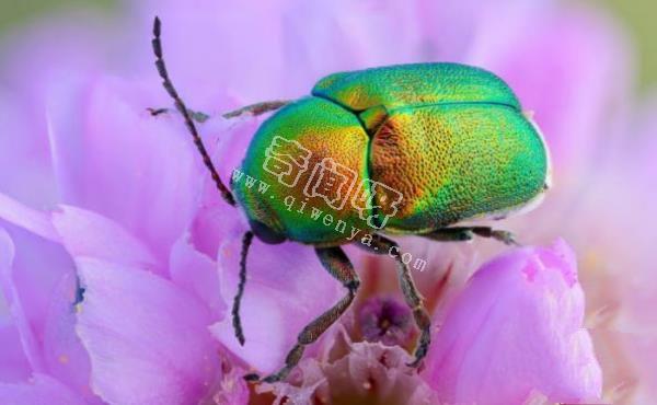 7只顯微鏡下的昆蟲,你還能認出幾只?