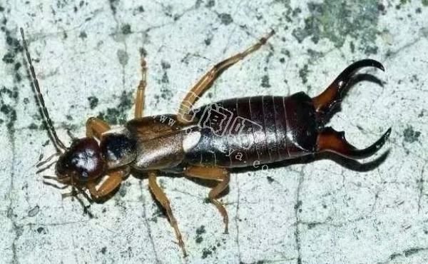 最令人討厭的八大昆蟲，簡直就是童年陰影