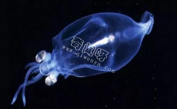 除了螢火蟲，你還知道自然界有哪些發光生物！