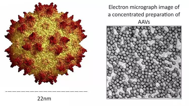 科學家注射病毒到眼睛里反轉了老化眼盲的癥狀！
