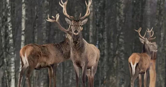 僵尸鹿侵襲北美！鹿外表完好腦袋被啃得精光，專家憂：恐感染人類