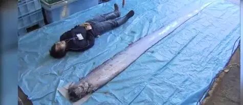 4.7米“地震魚”現蹤日本，網友：大災難前兆