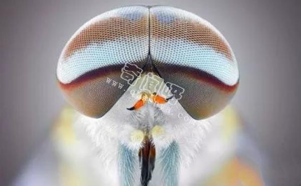 近距離看這些昆蟲，蜘蛛最恐怖，蛾很可愛！