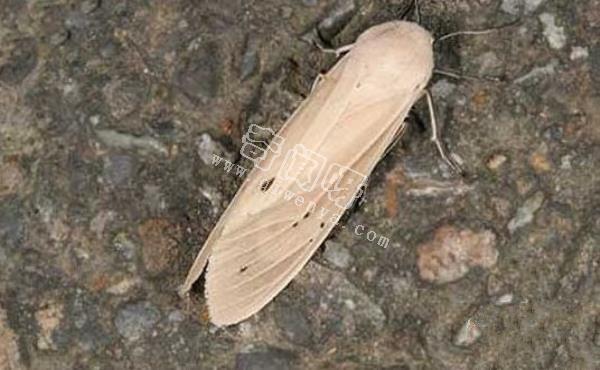 神秘昆蟲腹部竄出4條絨毛觸手:散發費洛蒙吸引雌性