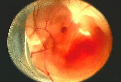 科學家在孕婦血液中發現一億年老的病毒