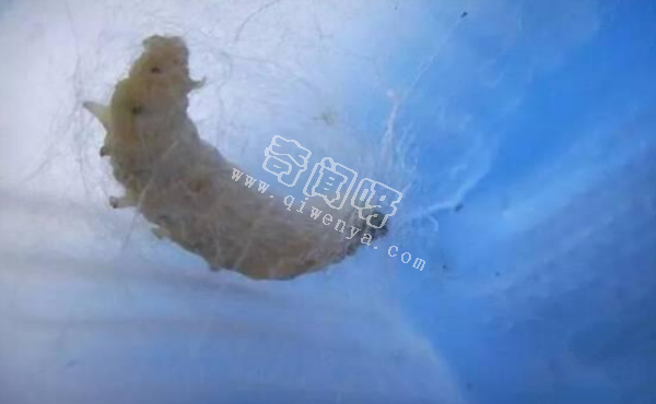 人類唯一馴化成功的昆蟲，中國(guó)人養(yǎng)了5000年