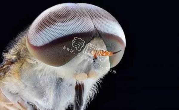 近距離看這些昆蟲，蜘蛛最恐怖，蛾很可愛！