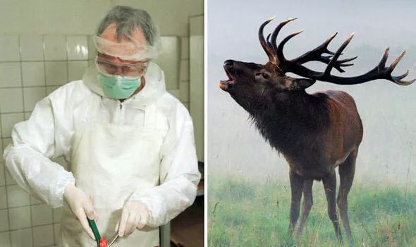 僵尸鹿侵襲北美！鹿外表完好腦袋被啃得精光，專家憂：恐感染人類