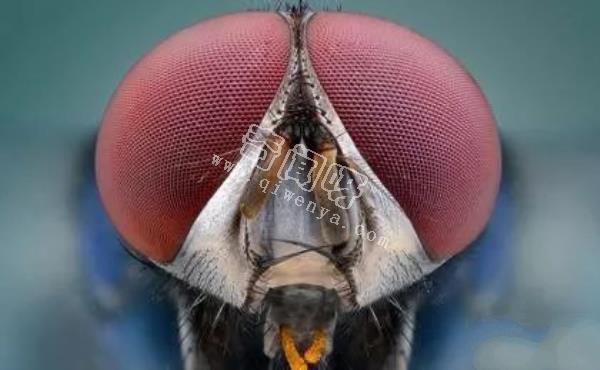 近距離看這些昆蟲，蜘蛛最恐怖，蛾很可愛！