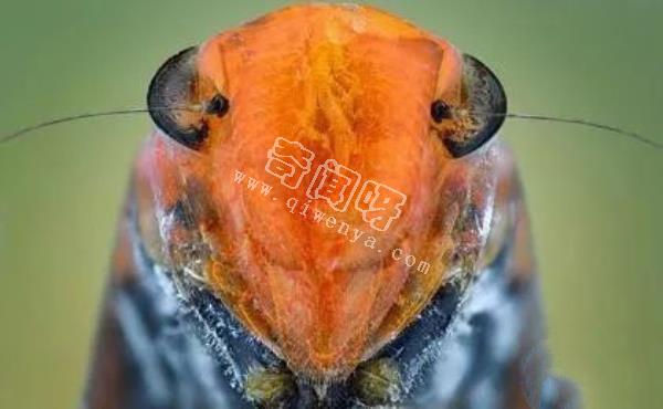 近距離看這些昆蟲，蜘蛛最恐怖，蛾很可愛！