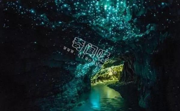 除了螢火蟲，你還知道自然界有哪些發光生物！