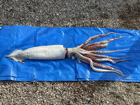 日本海邊發現3米巨型魷魚，來自深海引擔憂：大地震先兆？