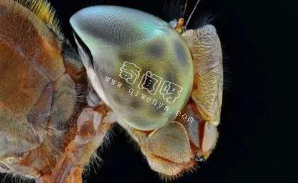 近距離看這些昆蟲，蜘蛛最恐怖，蛾很可愛！