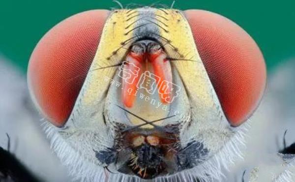 近距離看這些昆蟲，蜘蛛最恐怖，蛾很可愛！