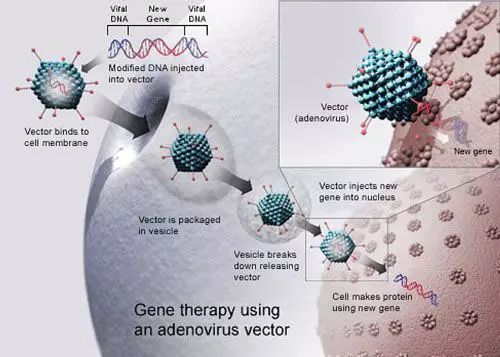 科學家注射病毒到眼睛里反轉了老化眼盲的癥狀！